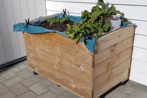 KARTOFLER I KAPILARKASSEBOKS