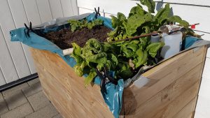 KARTOFLER I KAPILARKASSEBOKS