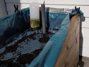 KARTOFLER I KAPILARKASSEBOKS