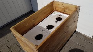 KARTOFLER I KAPILARKASSEBOKS