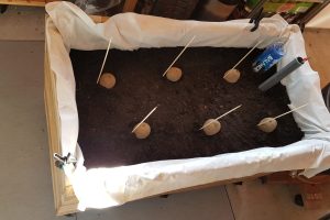 KARTOFLER I KAPILARKASSEBOKS