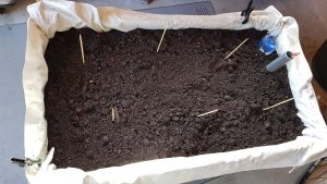 KARTOFLER I KAPILARKASSEBOKS